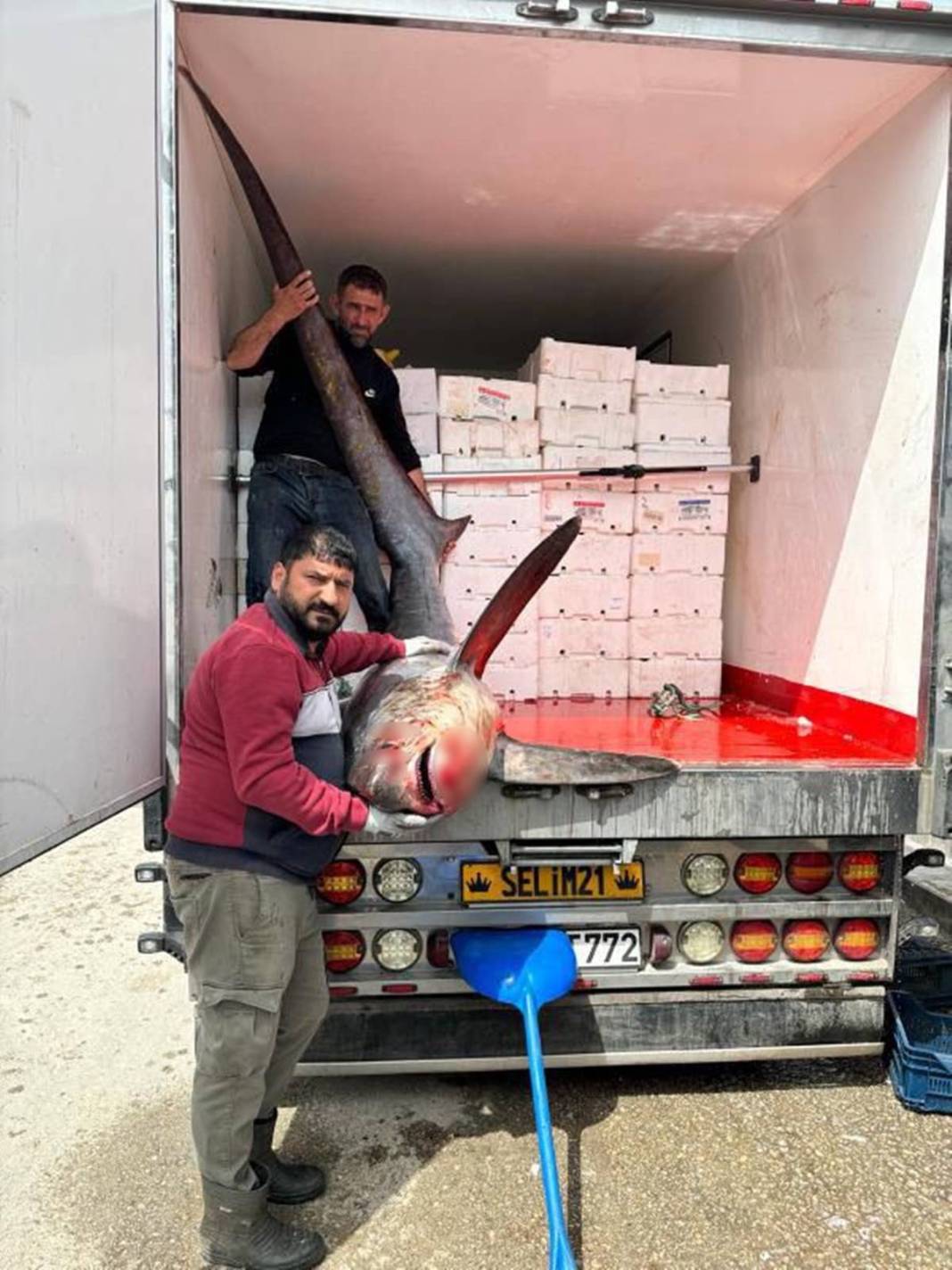 Yakaladıkları 150 kg ağırlığındaki kılıç balığını restorana rekor fiyata sattılar! Görenlerin ağzı açık kaldı 8